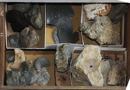 Appraisal: A COLLECTION OF GEOLOGICAL AND MINERALOGICAL SAMPLES together with some