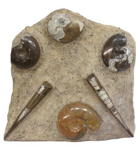 Appraisal: Large polished fossil plate in stone matrix with four ammonites