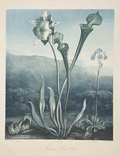 Appraisal: Thornton Dr Robert John publisher American Bog-Plants aquatint printed in