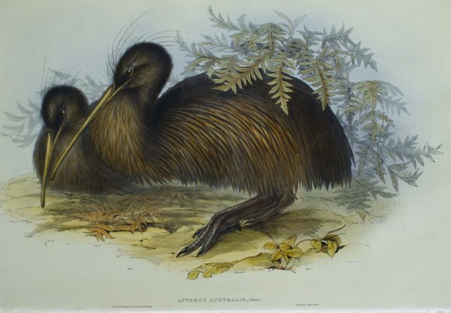 Appraisal: Kiwi Kiwi Apteryx Australis Lithograph by Elizabeth Gould