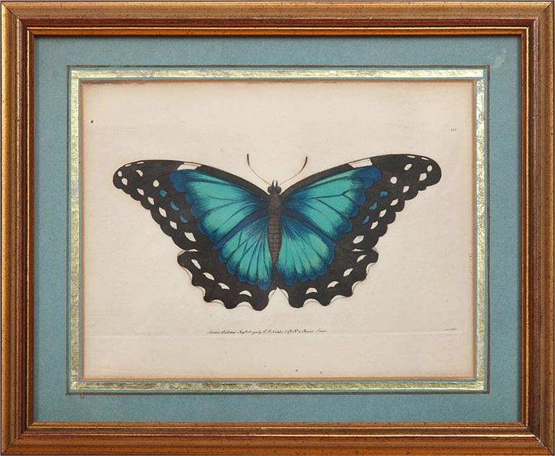 Appraisal: After Frederick Polydore Nodder fl -c Butterfly Engraving with hand-coloring