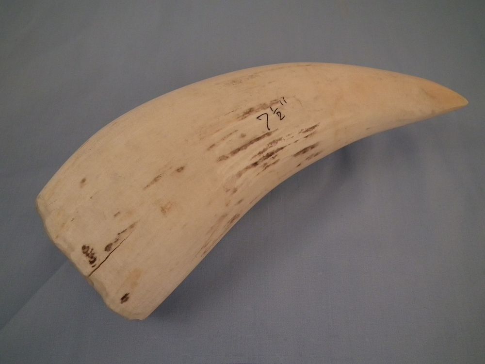 Appraisal: LARGE WHALE TOOTH Large th century undecorated whale tooth in