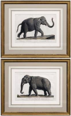 Appraisal: Pair engravings of elephants after Marechal hand colored engravings French