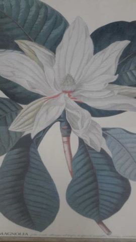 Appraisal: Long Leaved Magnolia Botanical Print Large Museum of Fine Arts