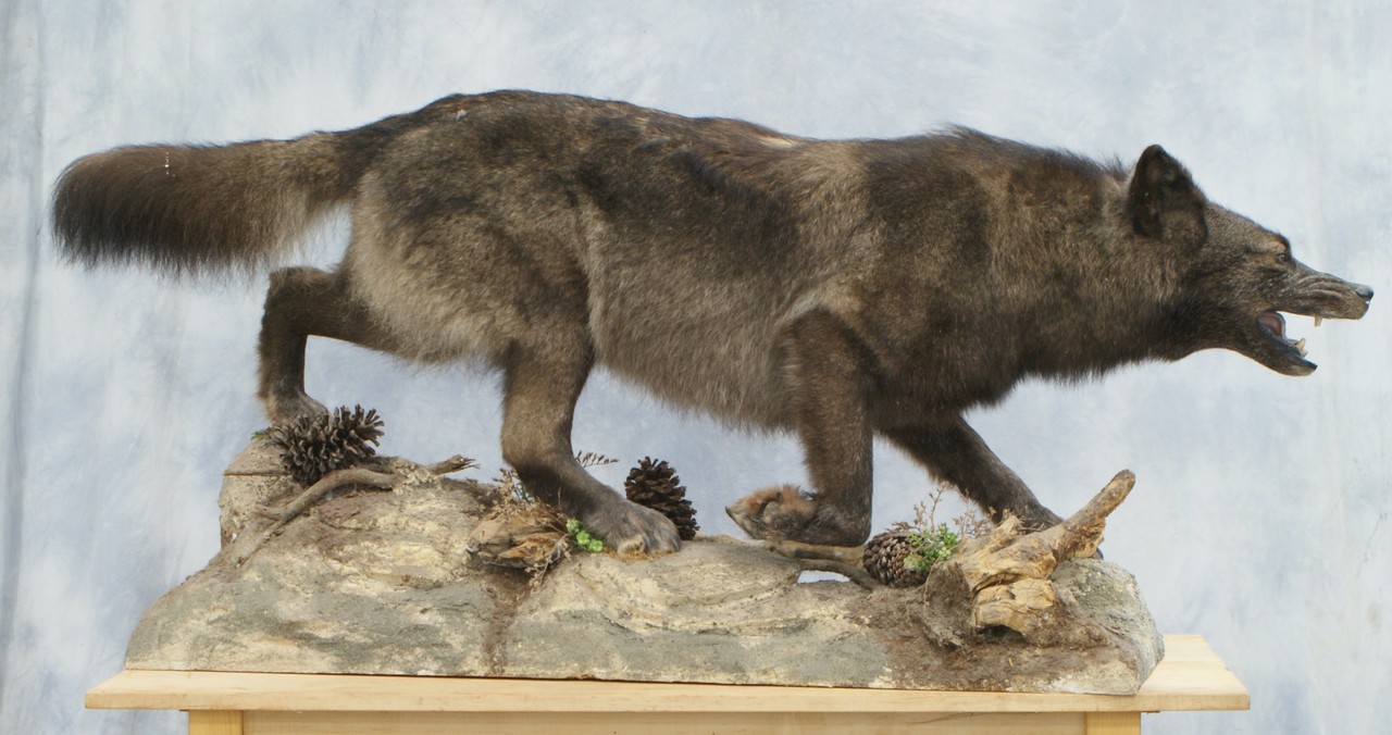 Appraisal: Grey Wolf Full Body Mount dark gray white on naturalistic