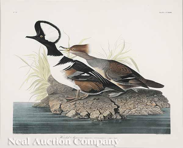 Appraisal: After John James Audubon American - Hooded Merganser No plate