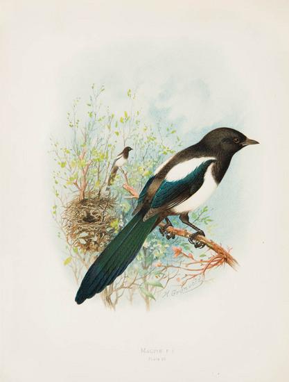 Appraisal: BUTLER Arthur Gardiner - Birds of Great Britain and Ireland