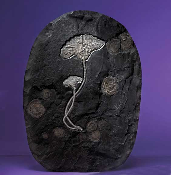 Appraisal: DECORATIVE DOUBLE FOSSIL SEA LILIES Seirocrinussubangularis Jurassic Holzmaden Germany These