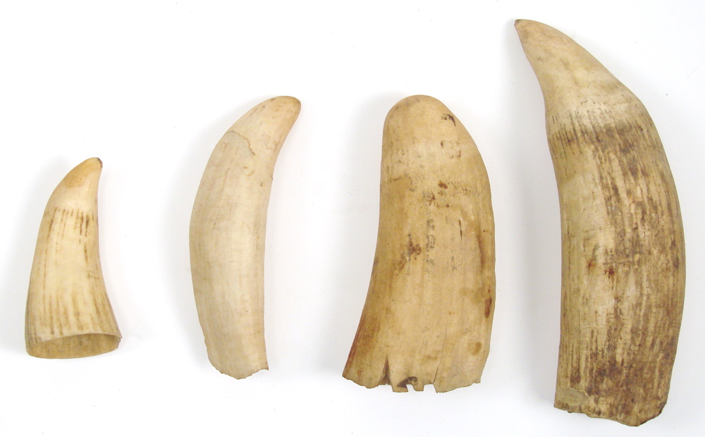 Appraisal: FOUR UNPOLISHED WHALES' TEETH Largest length Property of the Estate