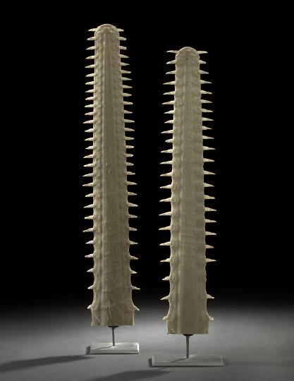 Appraisal: Pair of Sawfish Rostra each mounted on a custom charcoal