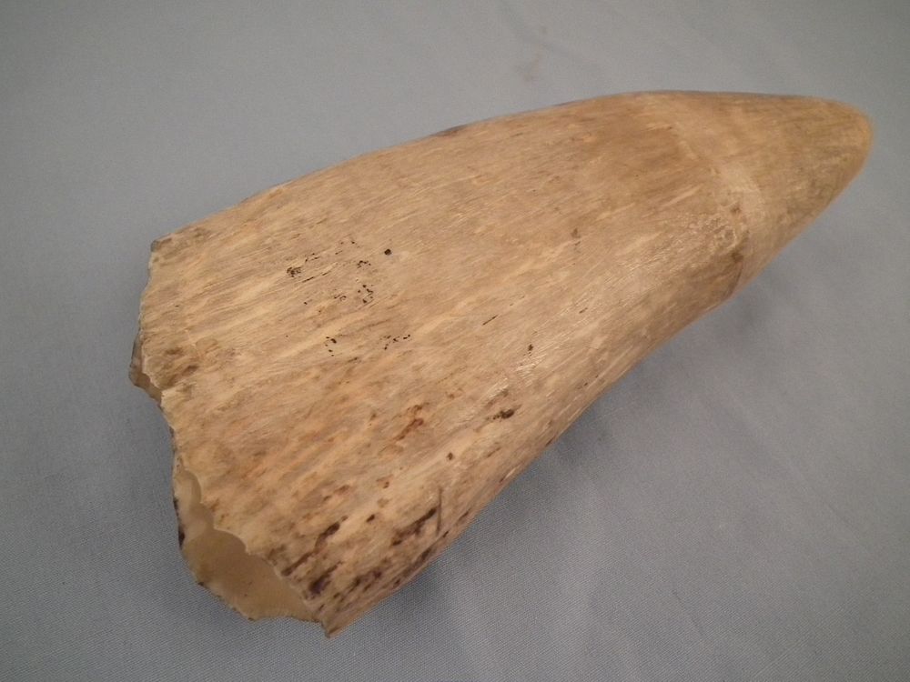 Appraisal: LARGE WHALE TOOTH Large th century undecorated whale tooth in