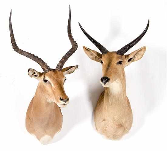 Appraisal: Shoulder-mounted impala and shoulder-mounted reedbuck facing stag and doe H