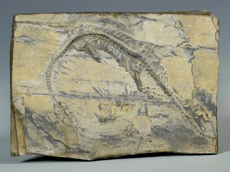 Appraisal: Therapod Dinosaur Fossil Theropod dinosaur fossil likely a Coelophysis found