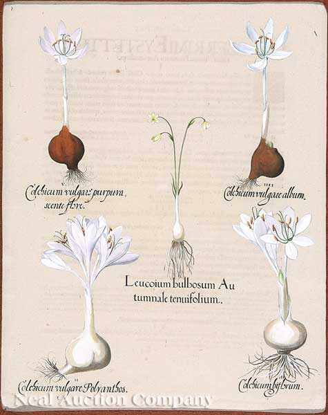 Appraisal: Basilius Besler German - Leucoium bulbosum hand-colored engraving sight in