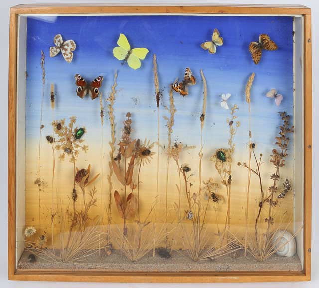 Appraisal: A DISPLAY CASE showing insects to be found in a