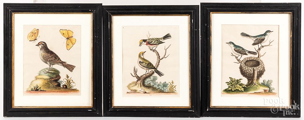 Appraisal: Three George Edwards color bird engravings Three George Edwards color