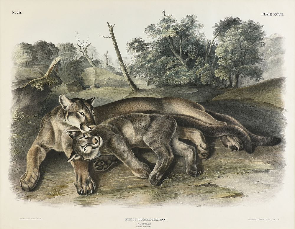 Appraisal: JOHN WOODHOUSE AUDUBON American - A LITHOGRAPH Felis Concolor Linn