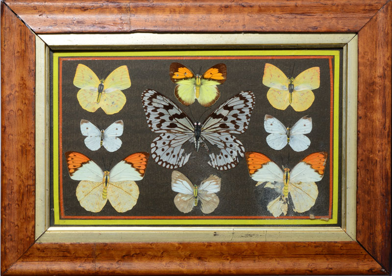 Appraisal: GROUP OF THREE BUTTERFLY PICTURES D coupage on paper in