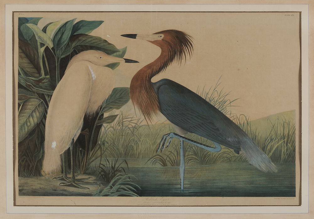 Appraisal: After John James Audubon American - Reddish Egret Plate from