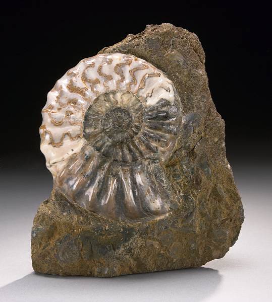 Appraisal: English Ammonite on Matrix Asteroceras obtusum Lower Lias Early Jurassic