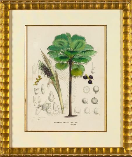 Appraisal: Belgian School th Century Palm Trees suite of four hand-colored