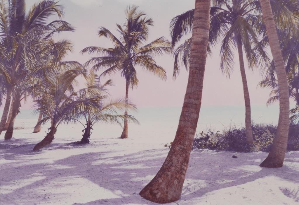 Appraisal: Island Dream hand colored limited edition photograph of palm trees