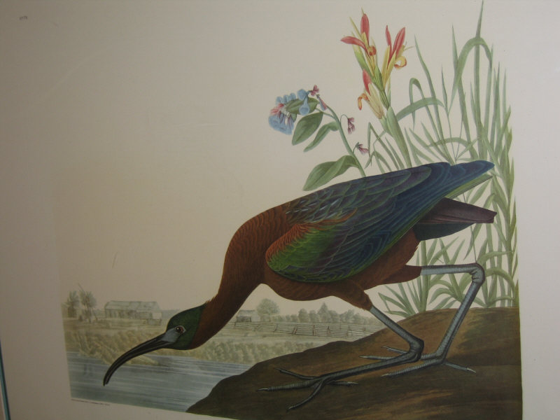 Appraisal: AFTER JOHN JAMES AUDUBON American - GLOFSY IBIS print gilt