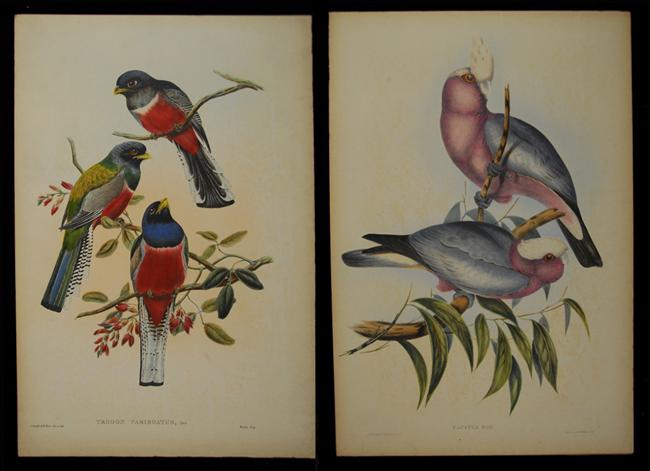 Appraisal: JOHN GOULD English - TROGON VARIEGATUS and CACATUA EOS two