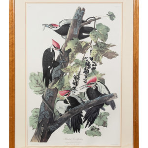 Appraisal: After John James Audubon American - Pileated Woodpecker Plate CXI