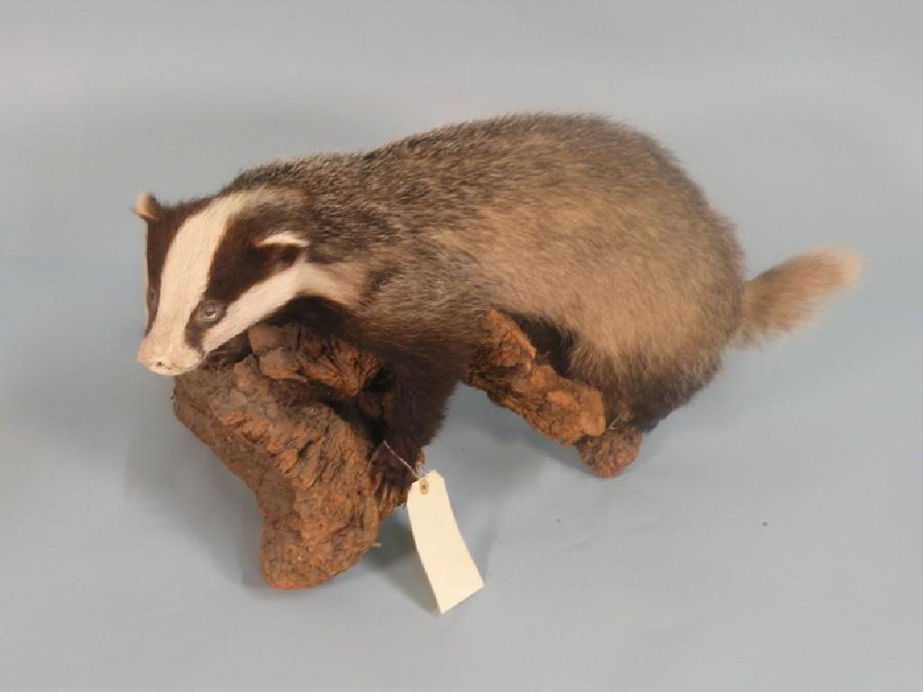 Appraisal: A taxidermied badger standing on a wooden base cm wide