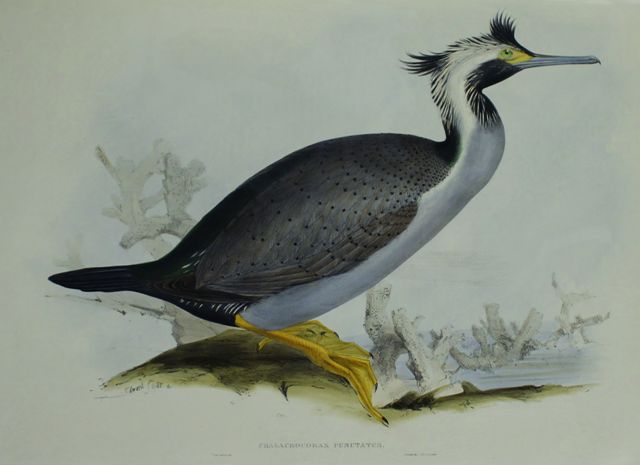 Appraisal: Spotted Cormorant Phalacrocorax Punctatus Lithograph by Edward Lear signed in