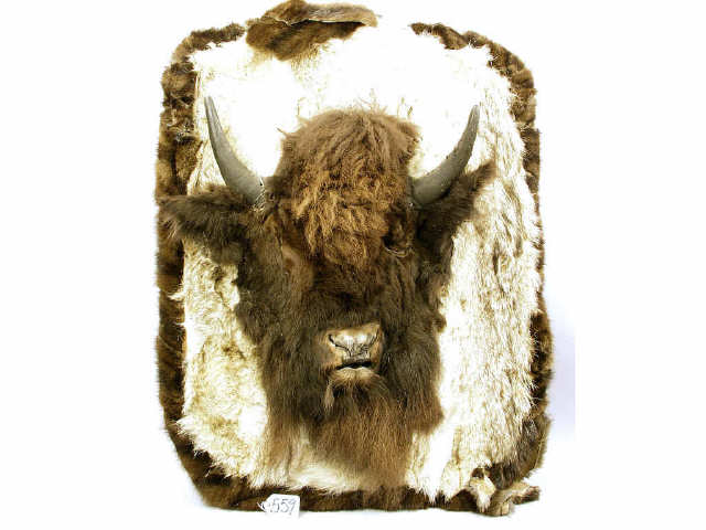 Appraisal: Mounted buffalo board with coyote and mink pelts Estimate -