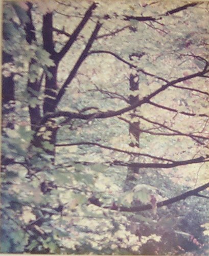 Appraisal: Untitled Color Photography on Photograph Corsini Harold x inches In