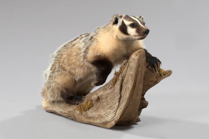 Appraisal: Good Taxidermy Figure of an Alert Badger depicted standing on