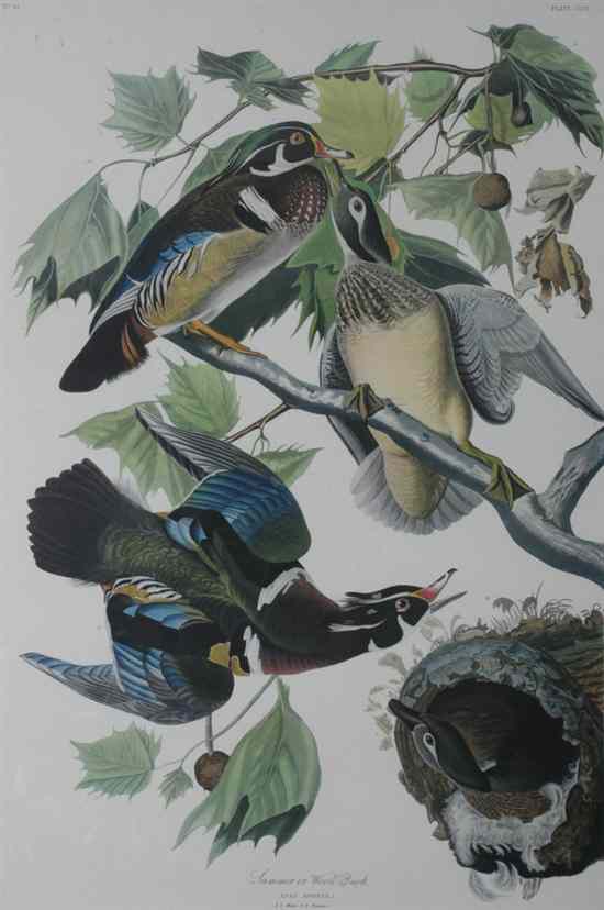 Appraisal: AFTER JOHN JAMES AUDUBON American - American Sparrow Hawk Carolina