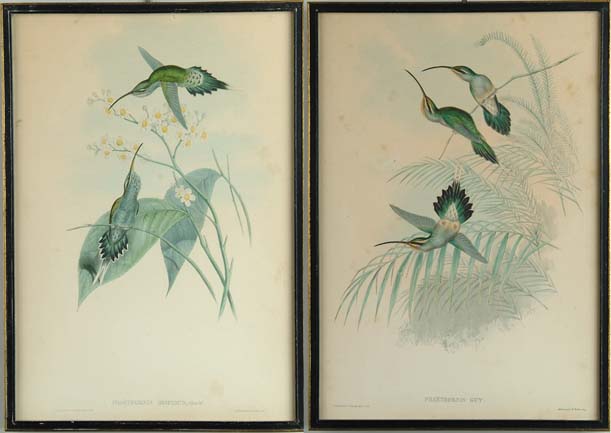 Appraisal: PAIR OF HUMMINGBIRD PRINTS BY J GOULD Phaethornis Hispidus Gould