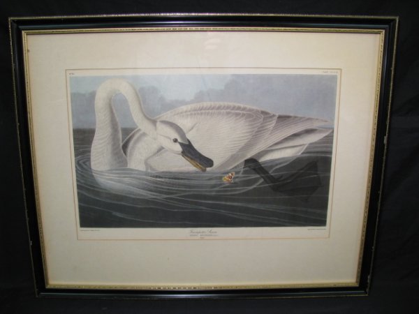 Appraisal: Antique hand colored engraving titled Trumpeter Swan Print is by