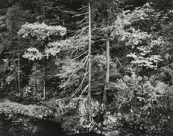 Appraisal: Ansel Adams American - Forest and Stream Northern California Gelatin