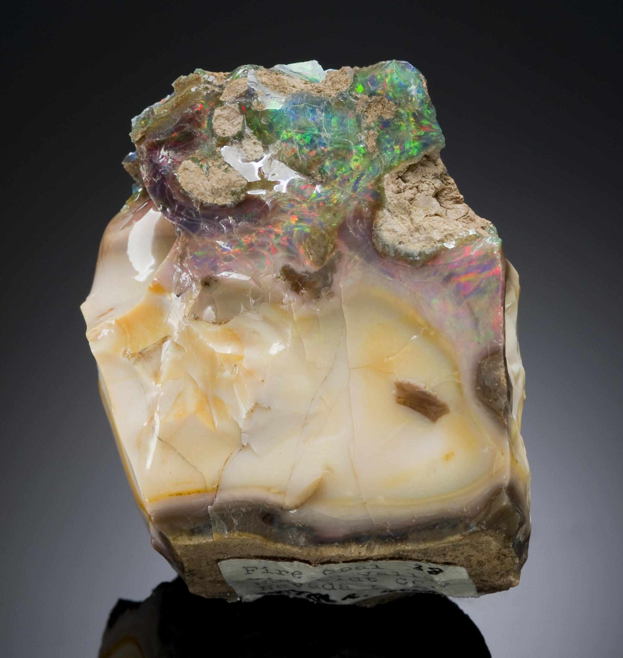 Appraisal: Opalized Wood Virgin Valley Humboldt Co Nevada Virgin Valley opals