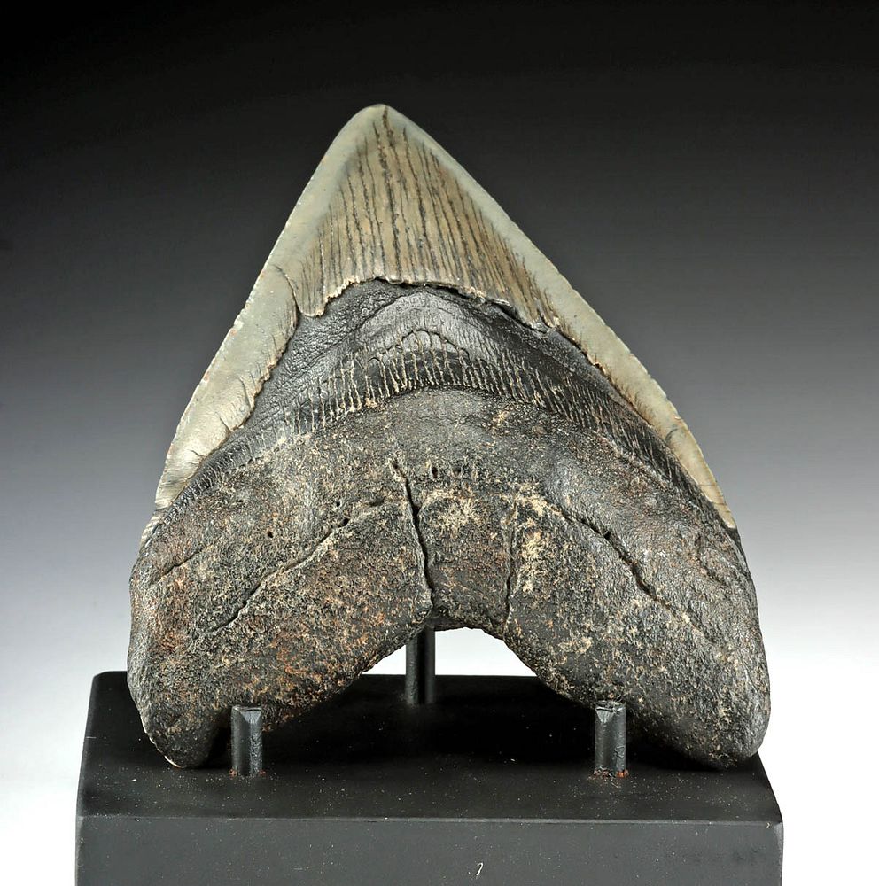 Appraisal: Large Fine Megalodon Tooth Originally Listed At Ancient Seas ca