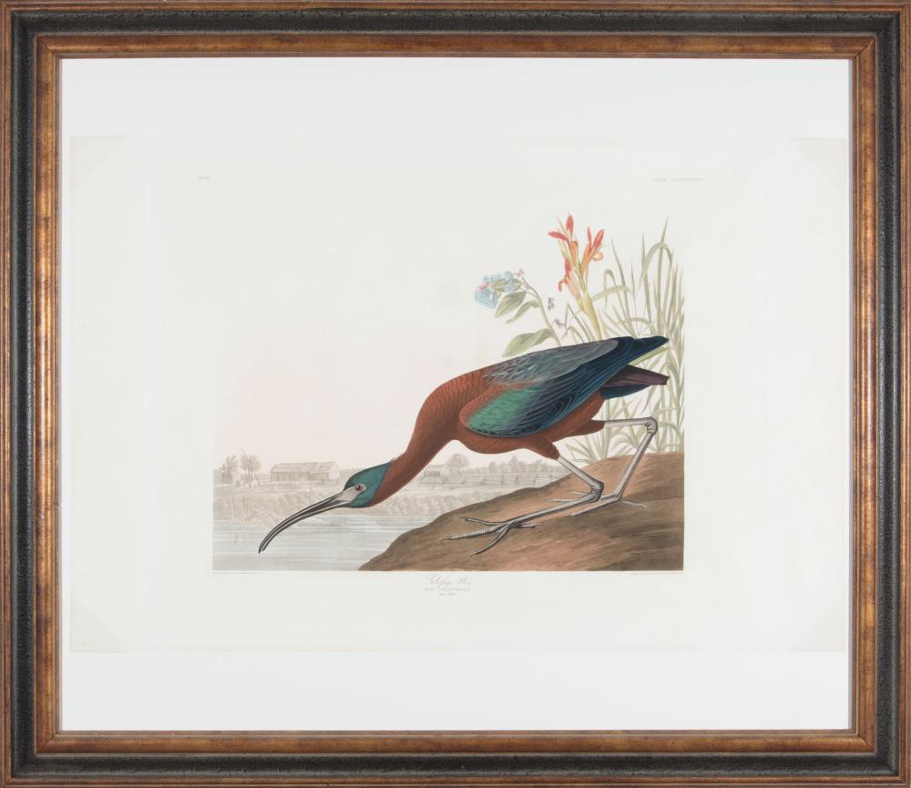 Appraisal: John James Audubon American - Glossy Ibis Plate hand-colored aquatint