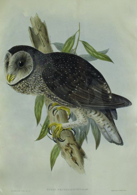 Appraisal: Sooty Owl Strix Tenebricosus