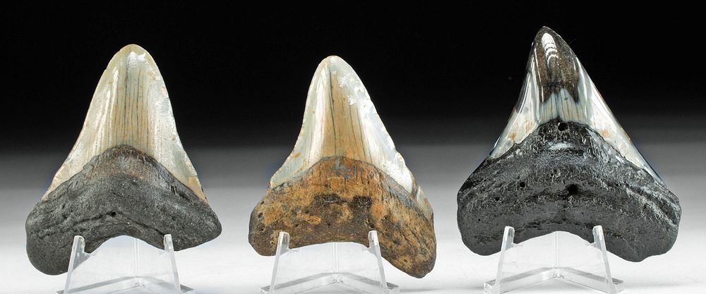 Appraisal: Three Fossilized Megalodon Teeth w Nice Patina Ancient Seas Middle