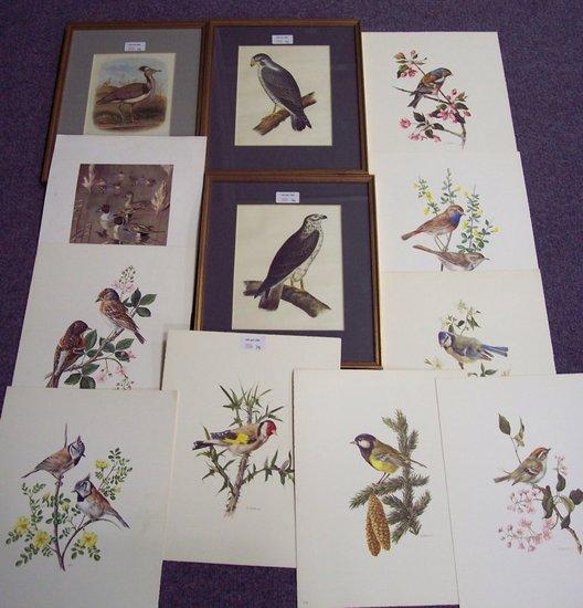 Appraisal: A collection of bird prints