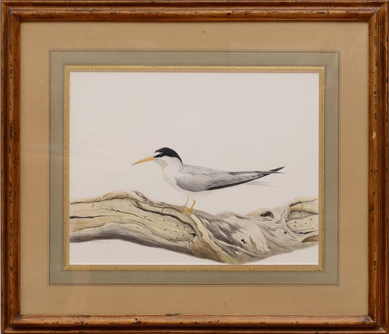 Appraisal: ANTHONY HENNEBERG A SNOWY PLOVER AND A WINTER TERN Two