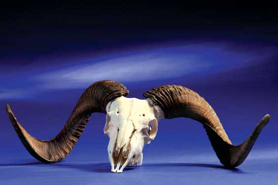 Appraisal: RAM SKULL WITH HORNS A ram skull suitable for a