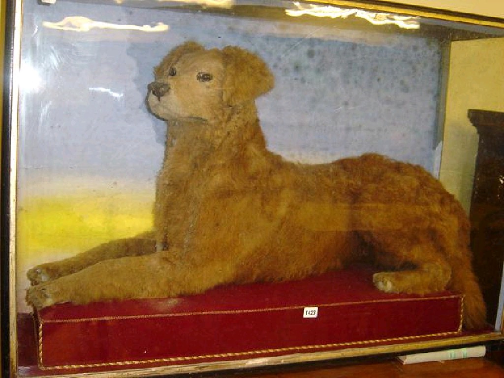 Appraisal: A Victorian display cabinet containing a recumbent stuffed and mounted