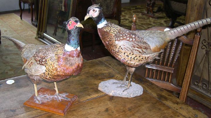 Appraisal: Near-Pair of Taxidermy Figures of Ring-Necked Pheasants one example presented