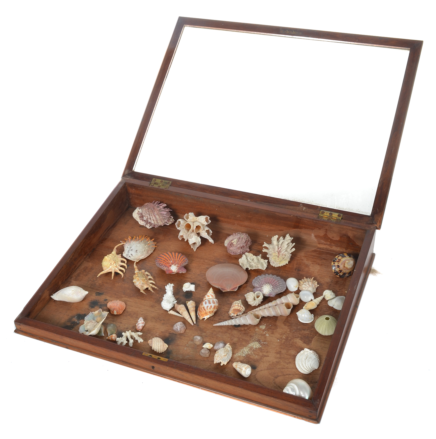 Appraisal: A COLLECTION OF SHELLS HOUSED IN A GLAZED DISPLAY CASE