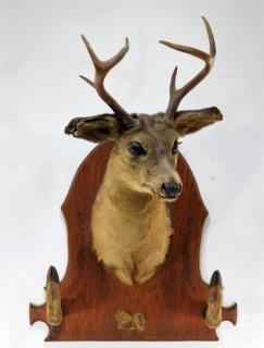 Appraisal: Taxidermy Buck Mount w Hoof Gun Rest NORTH AMERICA TH